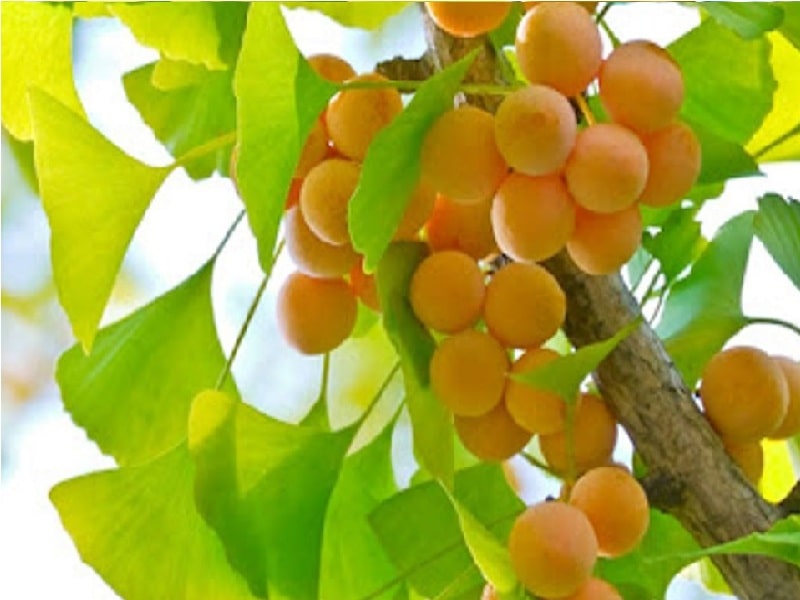 Ginkgo biloba còn được gọi là cây bạch quả, là một loại cây thuốc